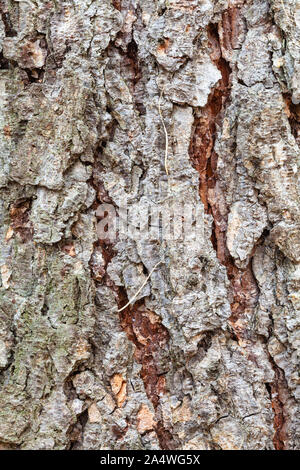 natural texture - uneven bark on mature trunk of larch tree ( larix sibirica) close up Stock Photo