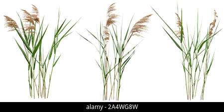 Cut out plant. Reed grass. Cattail and reed plant isolated on white background. Cutout distaff and bulrush. High quality clipping mask. Stock Photo