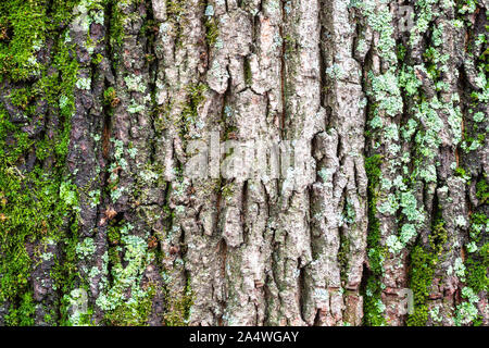 natural texture - lichen and moss on rough bark on old trunk of maple tree (acer platanoides) close up Stock Photo