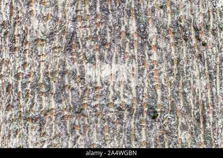 natural texture - furrowed bark on trunk of maple tree (acer platanoides) close up Stock Photo