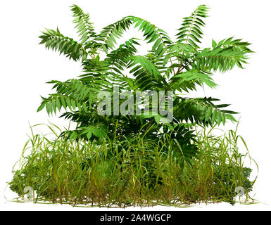 Cutout wild plants. Mix of grass and green foliage isolated on white background. Bush of green grass and leafy plant. High quality clipping mask. Stock Photo