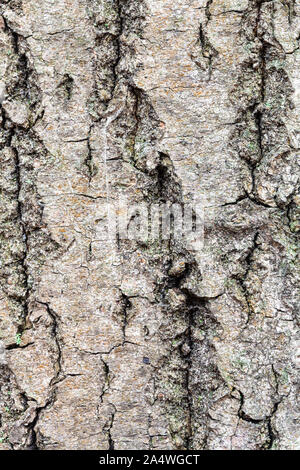 natural texture - uneven bark on old trunk of maple tree (acer platanoides) close up Stock Photo