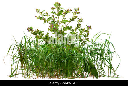Cutout wild plants. Mix of grass and wildflower isolated on white background. Bush of green grass and thistle. High quality clipping mask. Stock Photo