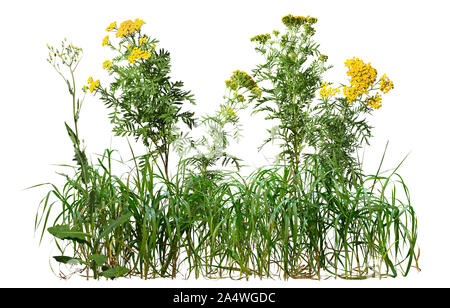Cutout wild plants. Mix of grass and wildflowers. Bush of yellow flowers isolated on white background. High quality clipping mask. Stock Photo