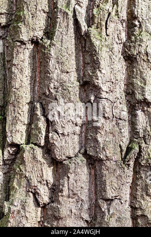 natural texture - grooved bark on old trunk of oak tree (quercus robur) close up Stock Photo
