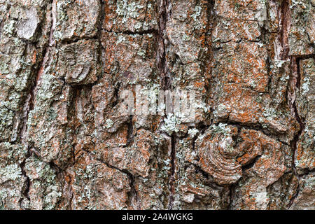 natural texture - rough bark on old trunk of pear tree close up Stock Photo