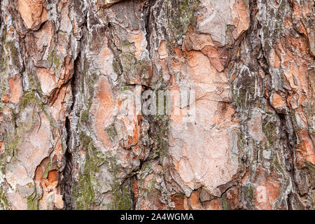 natural texture - uneven bark on old trunk of pine tree close up Stock Photo