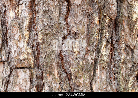 natural texture - grooved bark on mature trunk of pine tree close up Stock Photo