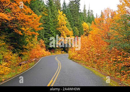 Vine maple leaves in a small stream turning gold in October in the Cascade Mountains of central Oregon. Stock Photo