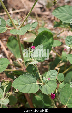 fresh leaves and flower of Boerhavia repens Stock Photo