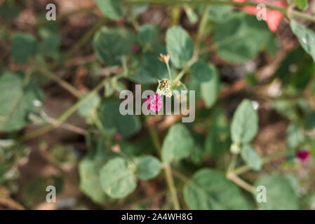 fresh leaves and flower of Boerhavia repens Stock Photo
