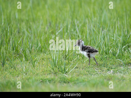 Lapwing, Vanellus vanellus, Elmley Marshes, Kent UK, National Nature Reserve, young, chick, spring, fluffy, cute, baby, Stock Photo