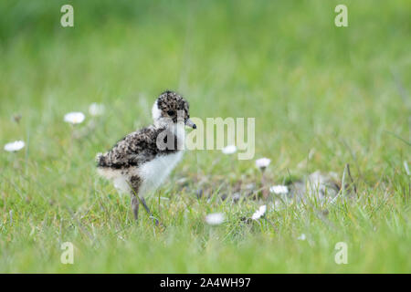 Lapwing, Vanellus vanellus, Elmley Marshes, Kent UK, National Nature Reserve, young, chick, spring, fluffy, cute, baby, Stock Photo