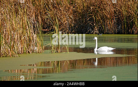 Trumpeter Swans, Cygnus buccinator, glide slowly on an algae encrusted pond in Central Oregon Stock Photo