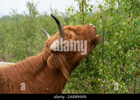 Highland Cattle, Hothfield Heathlands, Kent UK, used for conservation grazing to maintain wild habitats, feeding on shrubs, Kyloe, beef, Stock Photo