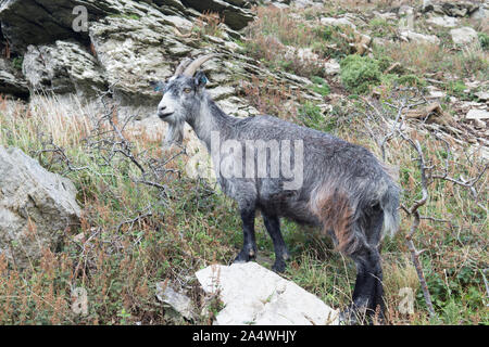 Feral goat standing in Valley of Rocks, Lynton, Exmoor Stock Photo