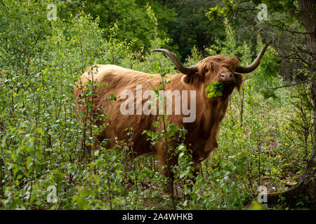 Highland Cattle, Hothfield Heathlands, Kent UK, used for conservation grazing to maintain wild habitats, feeding on shrubs, Kyloe, beef, Stock Photo