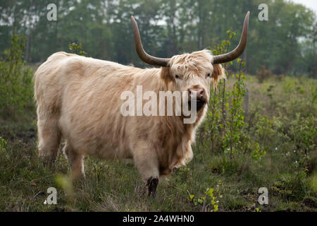 Highland Cattle, Hothfield Heathlands, Kent UK, used for conservation grazing to maintain wild habitats, Kyloe, beef, Stock Photo