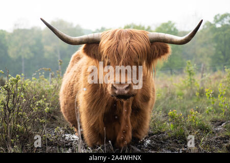 Highland Cattle, Hothfield Heathlands, Kent UK, used for conservation grazing to maintain wild habitats, wading in mud, drinking, Kyloe, beef, Stock Photo