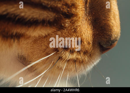 Cat's pink nose and whiskers close up. Stock Photo