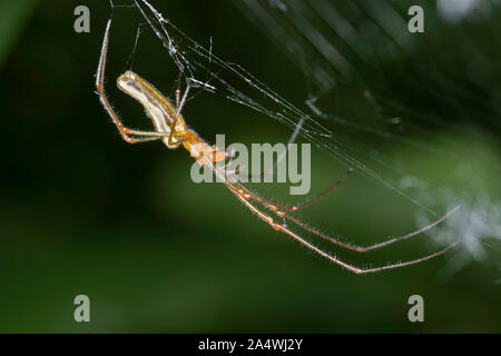 Long Jawed Orbweaver Spider, Tetragantha montana, Stodmarsh Nature Reserve, Kent UK Stock Photo