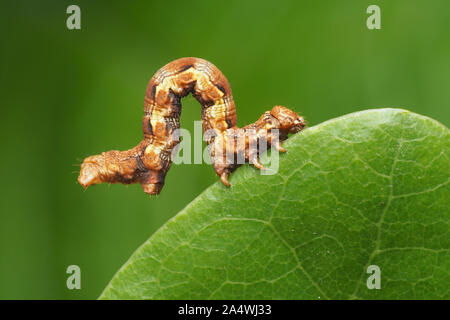 Mottled Umber moth caterpillar (Erannis defoliaria) clinging to oak leaf. Tipperary, Ireland Stock Photo