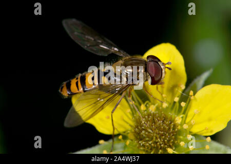 Marmalade hoverfly, Episyrphus balteatus, Stodmarsh Nature Reserve, Kent UK, nectaring on flower, Stock Photo
