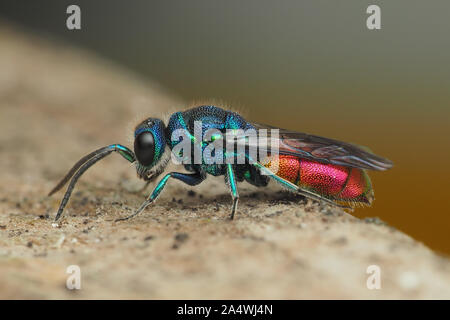 Ruby-tailed Wasp at rest on wooden plank. Tipperary, Ireland Stock Photo