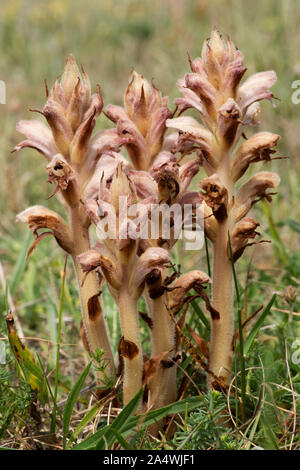 Bedstraw Broomrape, Orobanche caryophyllacea, gowing at beach coastland, Sandwich, Kent UK, Plant lacks chlorophyll and is  parasitic on a range of ot Stock Photo