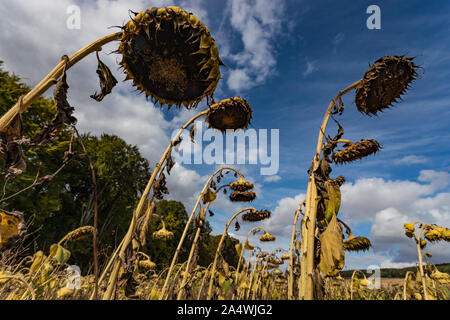 Looking up at Dried Ripe Sunflowers, Sunflower Field in rural France during early autumn Dried Ripe Sunflowers, Sunflower Field in rural France during Stock Photo