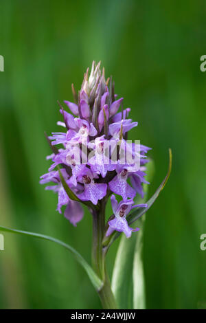 Southern Marsh Orchid, Dactylorhiza praetermissa, Sandwich, Kent UK Stock Photo