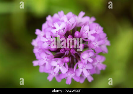 Pyramid Orchid, Anacamptis pyramidalis, Lullingstone Country Park, Kent UK, view looking down on the flower from above Stock Photo