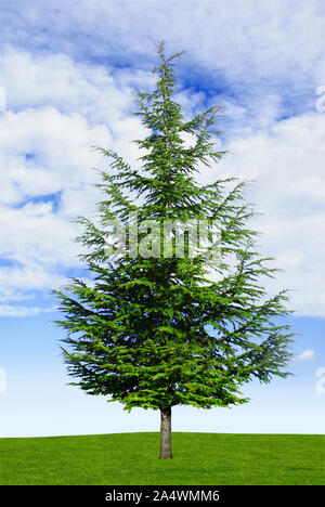 Young cedar on sky and clouds background. Stock Photo