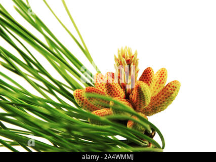 Close-up of needles and cones of Aleppo pine, isolated on white background. Stock Photo