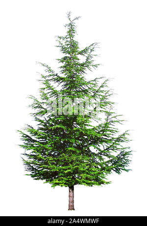 Young green cedar isolated on white background. Stock Photo