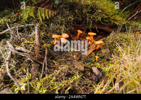 False Chanterelles or Hygrophoropsis aurantiaca fruiting bodies a mildly poisonous saprophagic fungi that feeds on rotting wood Stock Photo