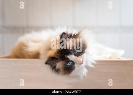 A pretty bicolor brown Ragdoll cat. The cute cat has its head hanging on a wooden bench and is looking at the viewer. Stock Photo