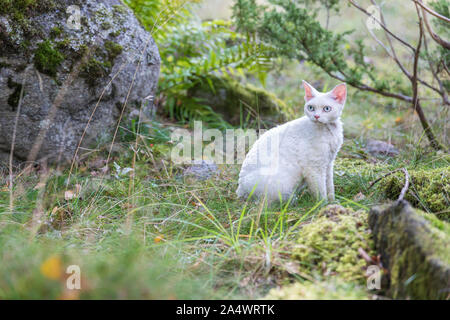 A cute white cat, purebred Devon Rex, in the forest in late summer. The cat is sitting on the ground and is looking to the side. There is room for tex Stock Photo