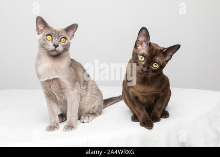 Two cute burmese kittens about 17 weeks old sitting on a white blanket with gray background. Stock Photo