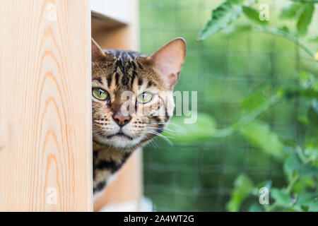 Portrait of a beautiful purebred Bengal cat looking out of a wooden box, with a green garden background. Stock Photo