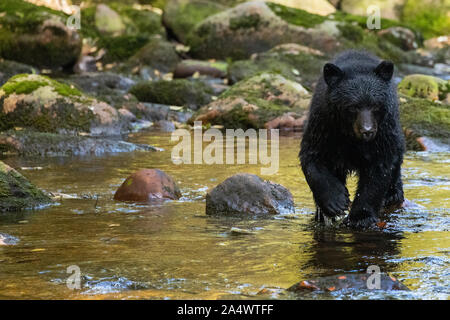 Canada, British Columbia, Great Bear Rainforest, Gribbell Island, Riordan Creek. Black bear (WILD: Ursus americanus) Stock Photo