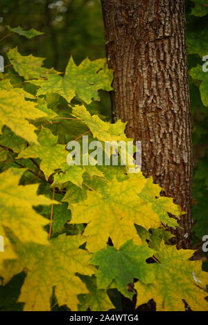 yellow green maple leaves on a background of a tree trunk. Stock Photo