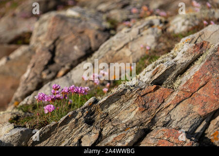 Pink flowers on the cliffs at Rhoscolyn, Anglesey, North Wales on a sunny day Stock Photo