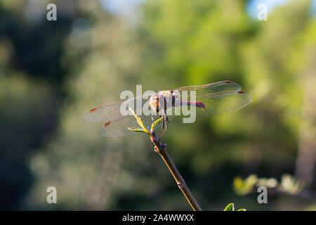 Red Veined Darter perching on a twig Stock Photo
