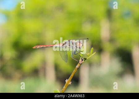 Red Veined Darter perching on a twig Stock Photo