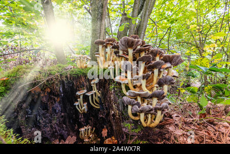 A group of brown mushrooms growing on an old trunk with green moss and forest background with sun rays through the trees. Stock Photo