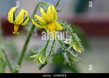 Macro shot of tomato flowers covered in water droplets Stock Photo