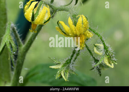 Macro shot of tomato flowers covered in water droplets Stock Photo