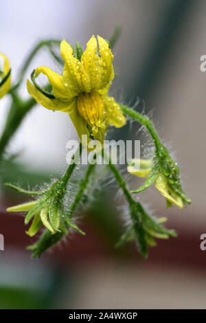 Macro shot of tomato flowers covered in water droplets Stock Photo