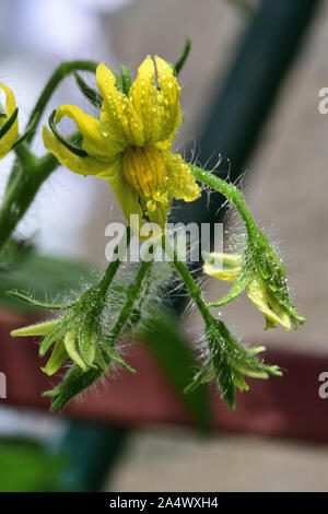 Macro shot of tomato flowers covered in water droplets Stock Photo